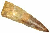 Bargain, Fossil Spinosaurus Tooth - Real Dinosaur Tooth #357802-1